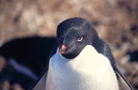 Adelie Penguin